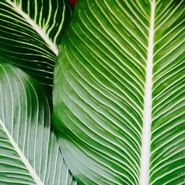 palm, leaves, plant-1185677.jpg