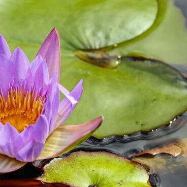 water lily, flower, blossom-1893220.jpg