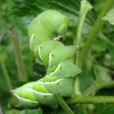 worm, tomato hornworm, tomato worm-245032.jpg