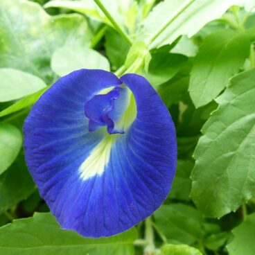 butterfly pea, flower, blue-1119081.jpg