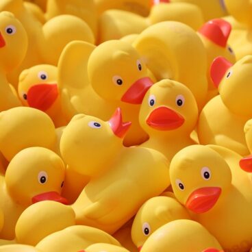 duck meet, ducks, rubber ducks-4127713.jpg