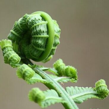 fern, leaf, roll-178702.jpg