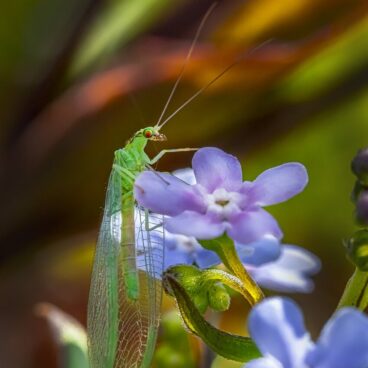 green lacewing, flower background, bug-7997506.jpg