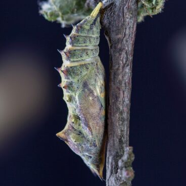 pupa, peacock-butterfly, cocoon-4021935.jpg