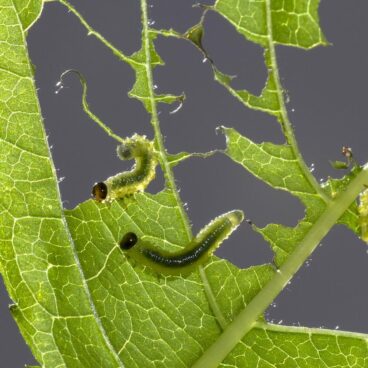 sawflies larvae, caterpillars, leaf damage-2465806.jpg