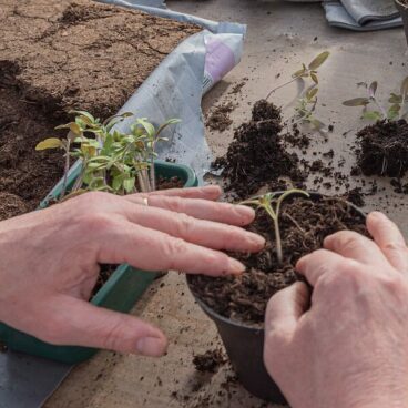 young plants, tomatoes, nature-4892085.jpg